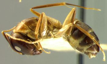 Media type: image; Entomology 21488   Aspect: habitus lateral view